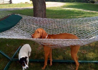 funny_dog_fails_29