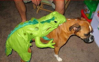iguana-dog-costume