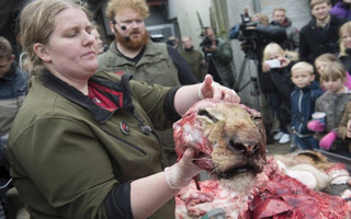 ATTENTION EDITORS - GRAPHIC CONTENT A zoo employee holds up the head of a lion as it is dissected at Odense Zoo in Odense, Denmark October 15, 2015. The young lion was actually put down in February, something that was not made public, for the reason that its genes are already well-represented among the lions in Europe's zoos. In this case, it is a matter of policy to eliminate an animal bearing those genes, to prevent inbreeding.     REUTERS/Claus Fisker/Scanpix Denmark    TPX IMAGES OF THE DAY     ATTENTION EDITORS - THIS IMAGE HAS BEEN SUPPLIED BY A THIRD PARTY. FOR EDITORIAL USE ONLY. NOT FOR SALE FOR MARKETING OR ADVERTISING CAMPAIGNS. DENMARK OUT. NO COMMERCIAL OR EDITORIAL SALES IN DENMARK. NO COMMERCIAL SALES. THIS PICTURE IS DISTRIBUTED EXACTLY AS RECEIVED BY REUTERS, AS A SERVICE TO CLIENTS.TEMPLATE OUT