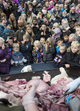 People watch as a lion is dissected at Odense Zoo in Odense, Denmark