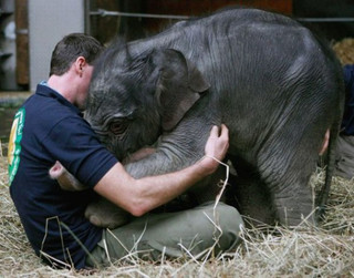 pets-excited-their-humans-are-finally-back-22-photos-17