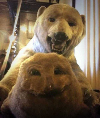 taxidermy-fails-13