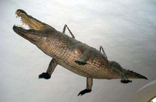 taxidermy-fails-14