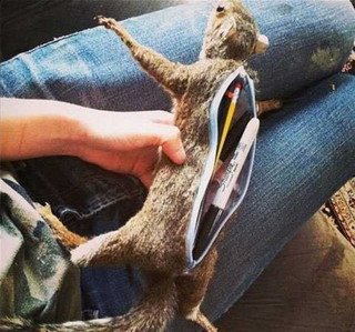 taxidermy-fails-17