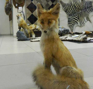 taxidermy-fails-18