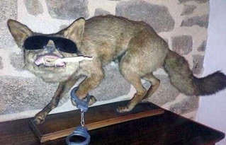 taxidermy-fails-19