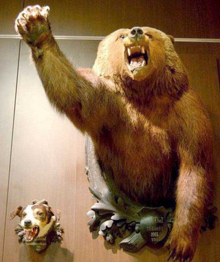 taxidermy-fails-25