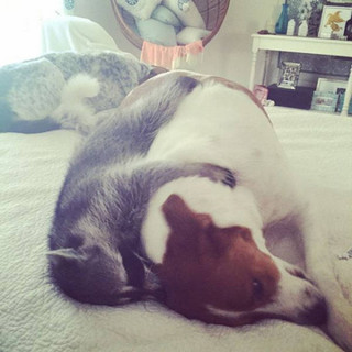 the_baby_raccoon_that_was_raised_by_a_family_of_dogs_640_08