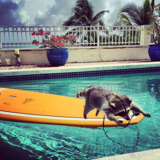 the_baby_raccoon_that_was_raised_by_a_family_of_dogs_640_14