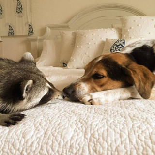 the_baby_raccoon_that_was_raised_by_a_family_of_dogs_640_17