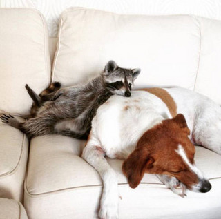 the_baby_raccoon_that_was_raised_by_a_family_of_dogs_640_20