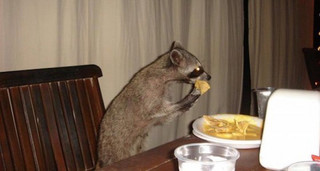 these-animals-are-struggling-with-people-food-19-photos-19