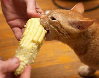 these-animals-are-struggling-with-people-food-19-photos-4