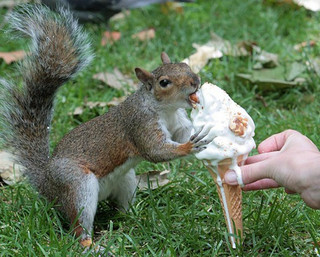 these-animals-are-struggling-with-people-food-19-photos-7