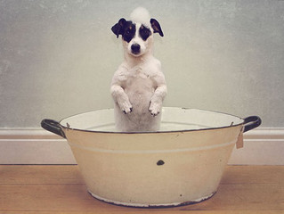 animals-007-07272015