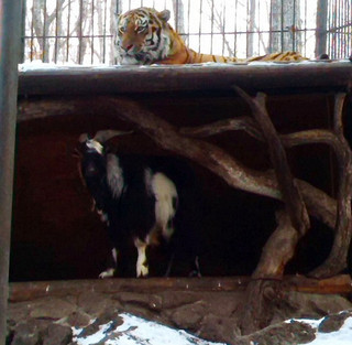 goatiger3