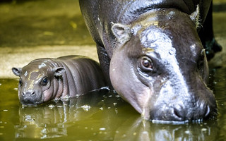 hippo3