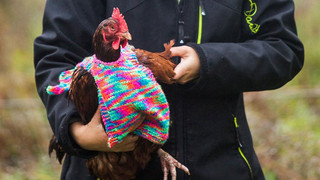 knits-tiny-chicken-jumpers-battery-hens-nicola-congdon-cornwall-1