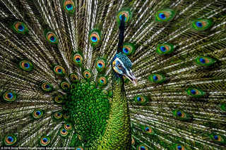photgragsfah5 photgragsfah5