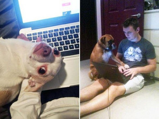 these-pets-refuse-to-be-ignored-18-phots-18