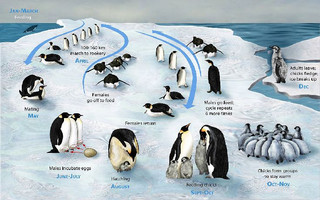 PENGUIN_LIFECYCLE