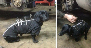 dogtools (1)