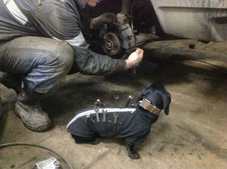 dogtools (3)
