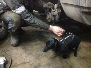 dogtools (5)