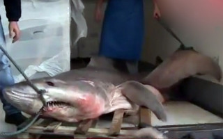 Ψαράς έπιασε καρχαρία 280 κιλών