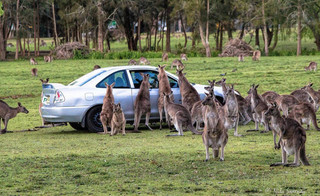 life_in_australia_is_like_nowhere_else_in_the_world_640_19