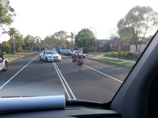 life_in_australia_is_like_nowhere_else_in_the_world_640_37