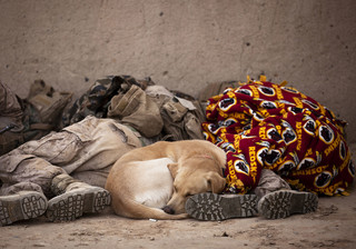 powerful-moments-of-dogs-at-war-14