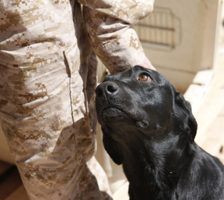 powerful-moments-of-dogs-at-war-24