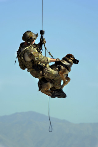 powerful-moments-of-dogs-at-war-39