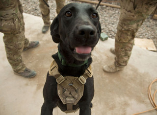 powerful-moments-of-dogs-at-war-45