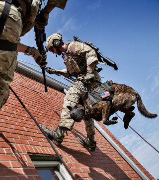 powerful-moments-of-dogs-at-war-55