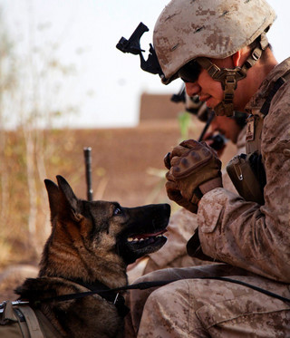 powerful-moments-of-dogs-at-war-75