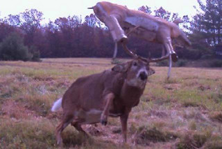 strange_animal_pics_captured_out_on_the_trail_cam_640_01