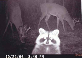 strange_animal_pics_captured_out_on_the_trail_cam_640_02