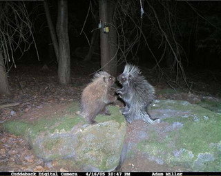 strange_animal_pics_captured_out_on_the_trail_cam_640_03