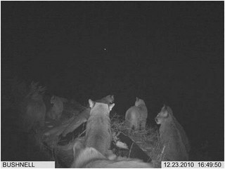 strange_animal_pics_captured_out_on_the_trail_cam_640_04