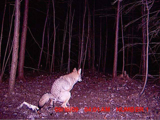 strange_animal_pics_captured_out_on_the_trail_cam_640_05