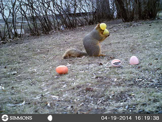 strange_animal_pics_captured_out_on_the_trail_cam_640_07