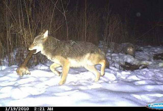 strange_animal_pics_captured_out_on_the_trail_cam_640_08