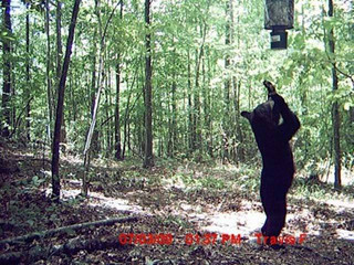 strange_animal_pics_captured_out_on_the_trail_cam_640_09