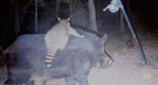 strange_animal_pics_captured_out_on_the_trail_cam_640_10