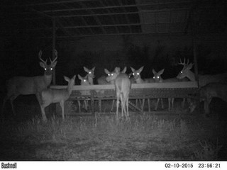 strange_animal_pics_captured_out_on_the_trail_cam_640_11