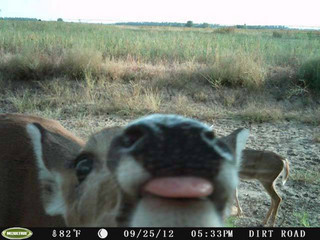 strange_animal_pics_captured_out_on_the_trail_cam_640_12