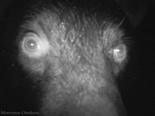 strange_animal_pics_captured_out_on_the_trail_cam_640_13