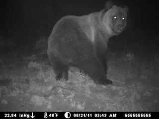 strange_animal_pics_captured_out_on_the_trail_cam_640_14